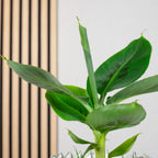 Bananenpflanze - Musa tropicana - Höhe ca. 30 cm, Topf-Ø 12 cm
