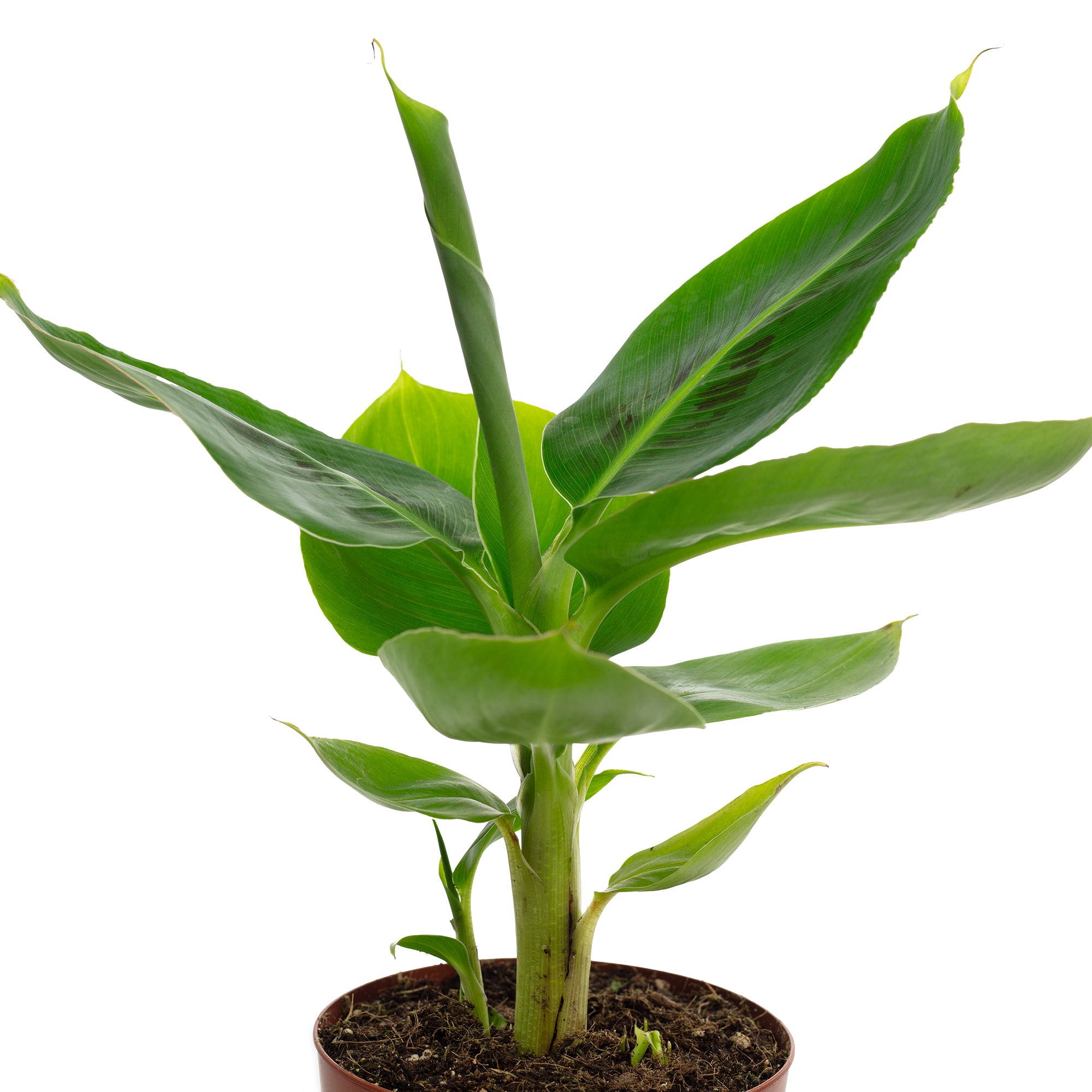 Bananenpflanze - Musa tropicana - Höhe ca. 30 cm, Topf-Ø 12 cm