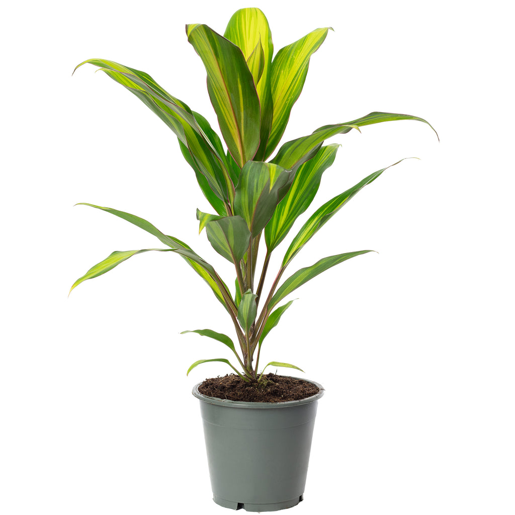 Keulenlilie - Cordyline 'Kiwi' - Höhe ca. 40 cm, Topf-Ø 12 cm