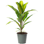 Keulenlilie - Cordyline 'Kiwi' - Höhe ca. 40 cm, Topf-Ø 12 cm