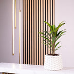 Keulenlilie - Cordyline 'Kiwi' - Höhe ca. 40 cm, Topf-Ø 12 cm