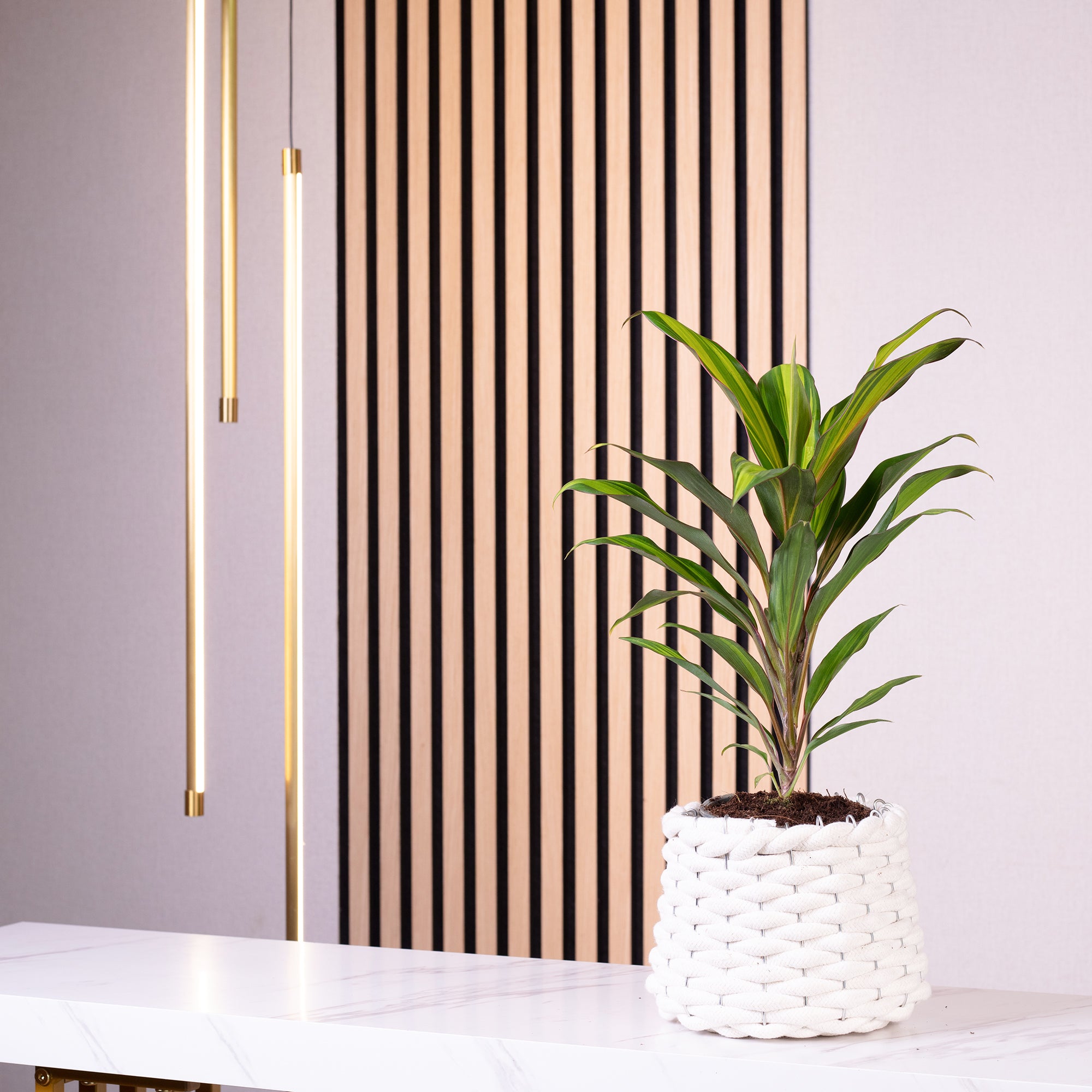 Keulenlilie - Cordyline 'Kiwi' - Höhe ca. 40 cm, Topf-Ø 12 cm