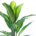 Keulenlilie - Cordyline 'Kiwi' - Höhe ca. 40 cm, Topf-Ø 12 cm