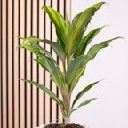 Keulenlilie - Cordyline 'Kiwi' - Höhe ca. 40 cm, Topf-Ø 12 cm