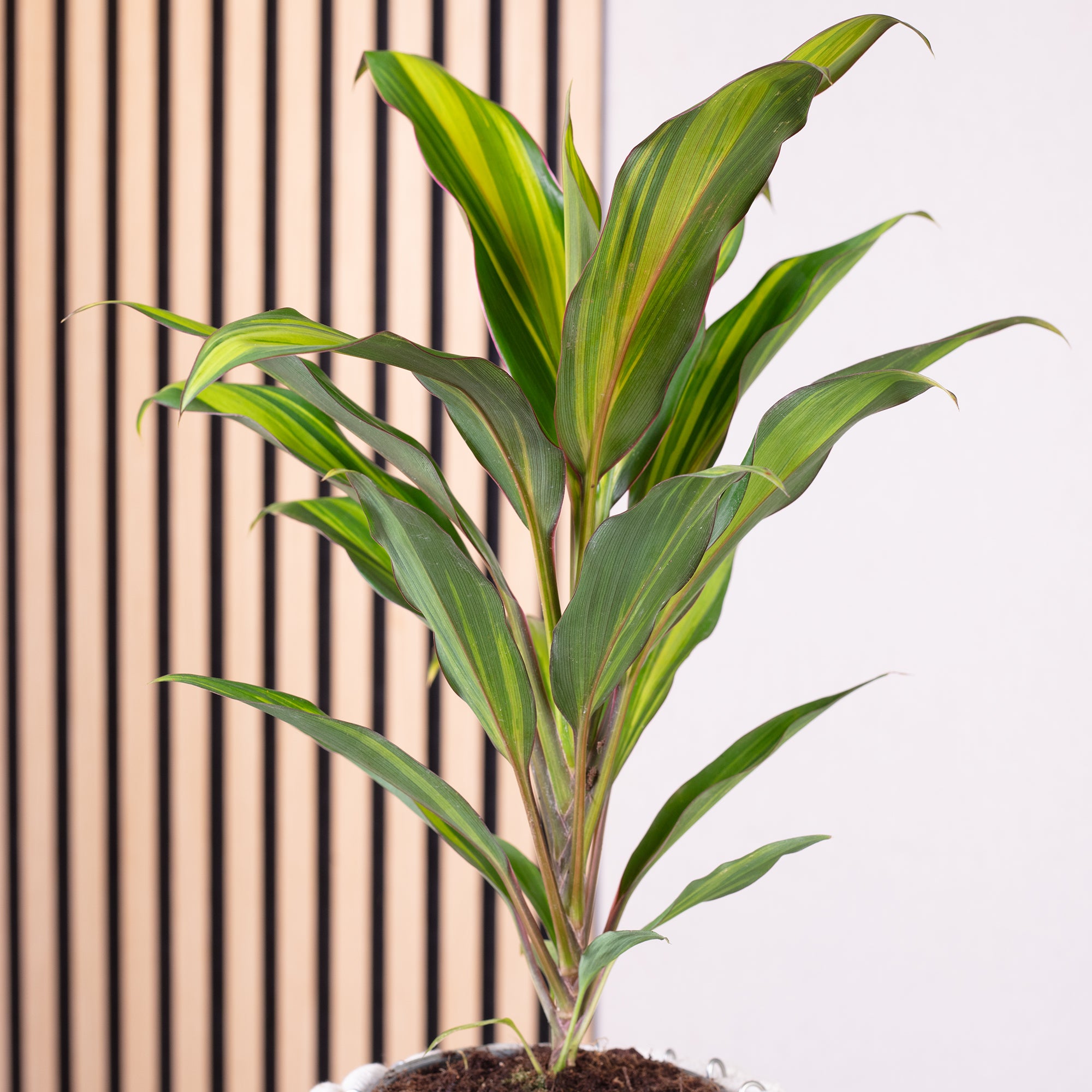 Keulenlilie - Cordyline 'Kiwi' - Höhe ca. 40 cm, Topf-Ø 12 cm