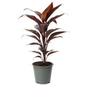 Keulenlilie - Cordyline 'Rumba' - Höhe ca. 40 cm, Topf-Ø 12 cm