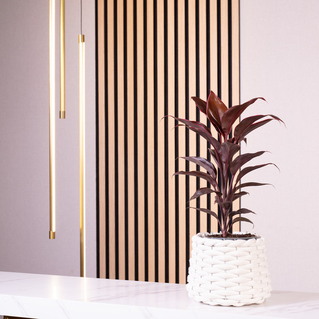 Keulenlilie - Cordyline 'Rumba' - Höhe ca. 40 cm, Topf-Ø 12 cm