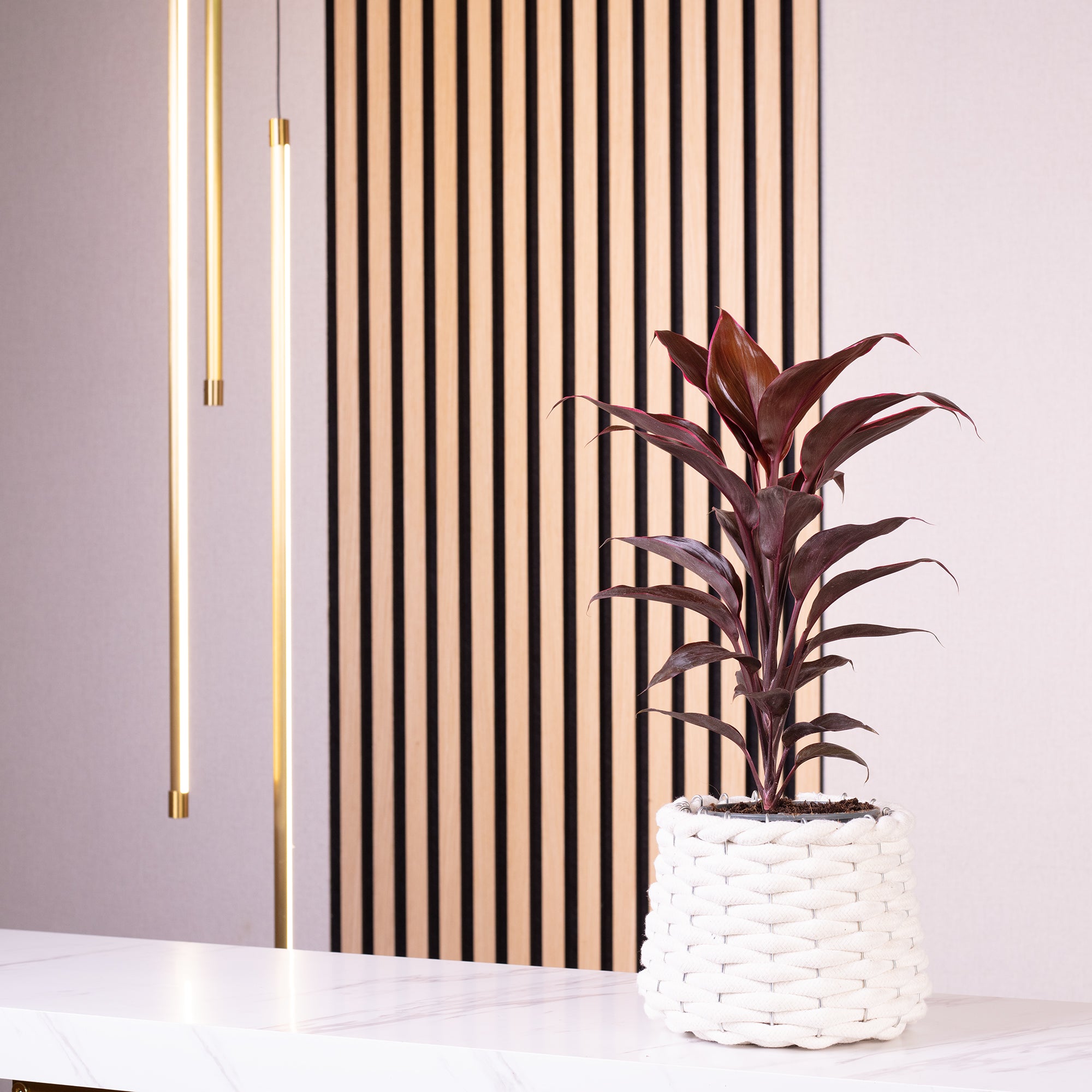 Keulenlilie - Cordyline 'Rumba' - Höhe ca. 40 cm, Topf-Ø 12 cm