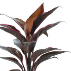 Keulenlilie - Cordyline 'Rumba' - Höhe ca. 40 cm, Topf-Ø 12 cm