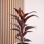 Cordyline 'Rumba' - Hauteur env. 40 cm, pot Ø 12 cm