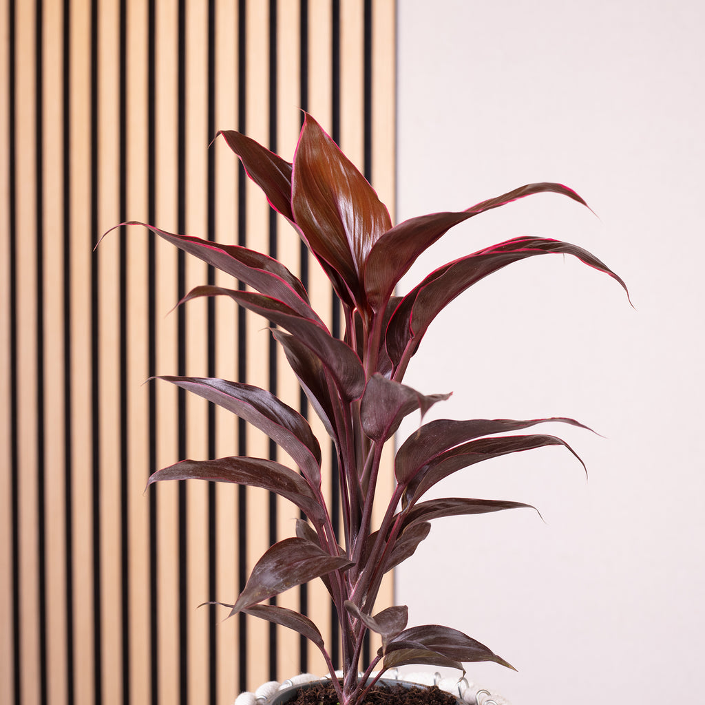 Keulenlilie - Cordyline 'Rumba' - Höhe ca. 40 cm, Topf-Ø 12 cm