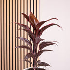 Keulenlilie - Cordyline 'Rumba' - Höhe ca. 40 cm, Topf-Ø 12 cm