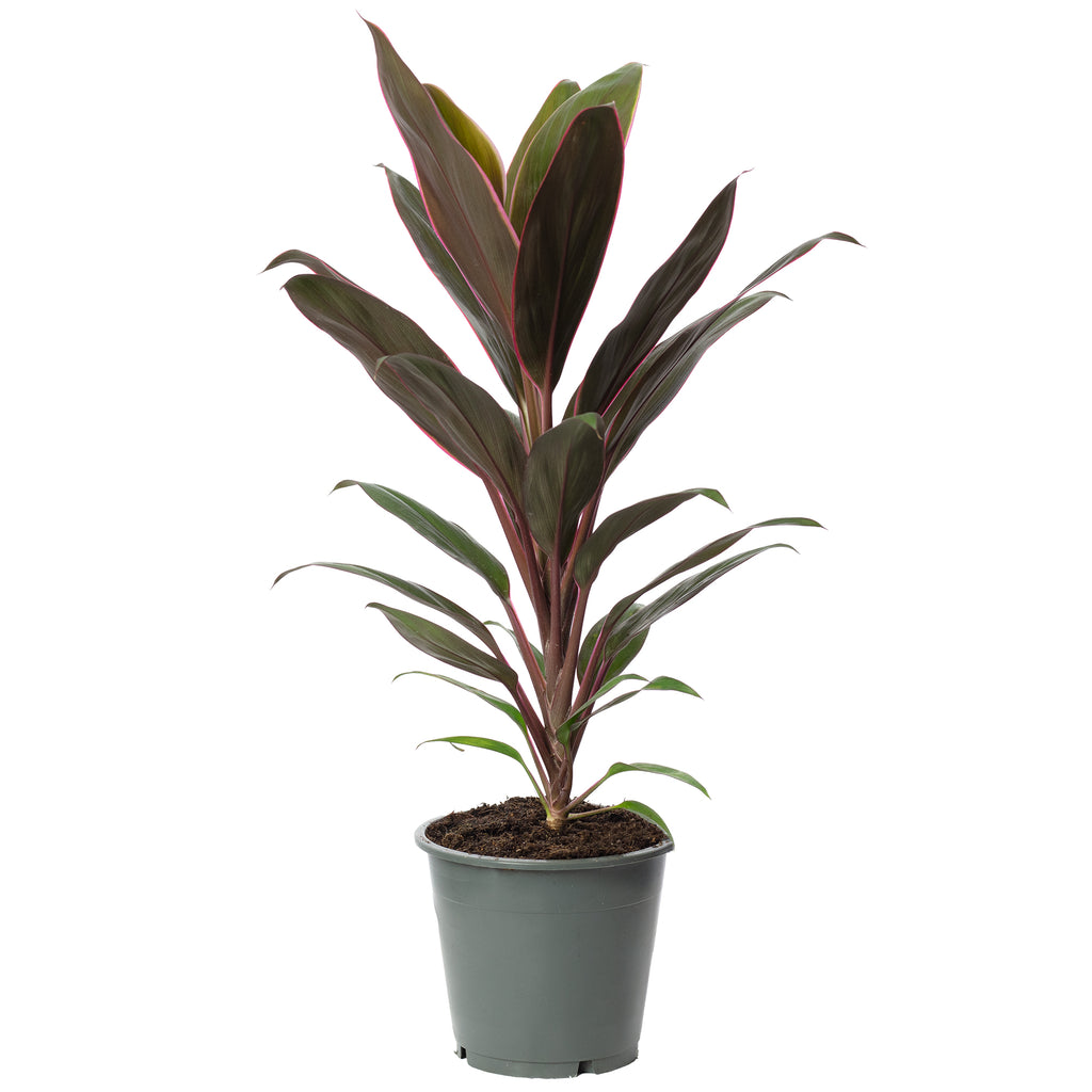 Keulenlilie - Cordyline 'Mambo' - Höhe ca. 40 cm, Topf-Ø 12 cm