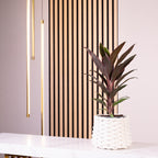 Keulenlilie - Cordyline 'Mambo' - Höhe ca. 40 cm, Topf-Ø 12 cm