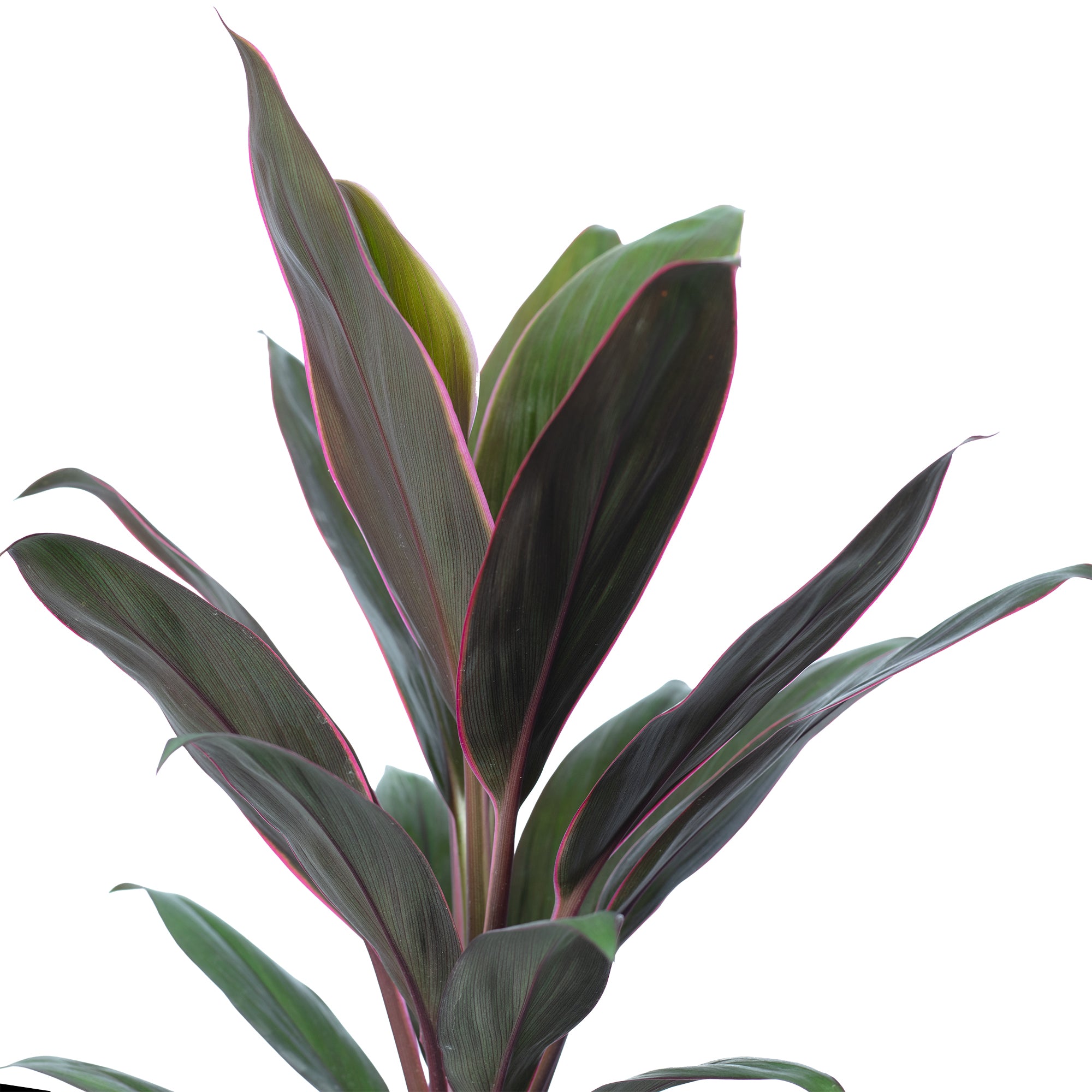 Keulenlilie - Cordyline 'Mambo' - Höhe ca. 40 cm, Topf-Ø 12 cm