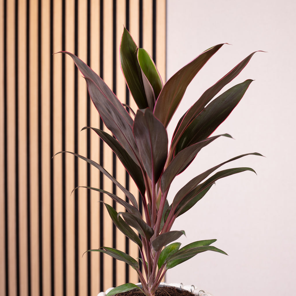 Keulenlilie - Cordyline 'Mambo' - Höhe ca. 40 cm, Topf-Ø 12 cm