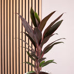 Keulenlilie - Cordyline 'Mambo' - Höhe ca. 40 cm, Topf-Ø 12 cm