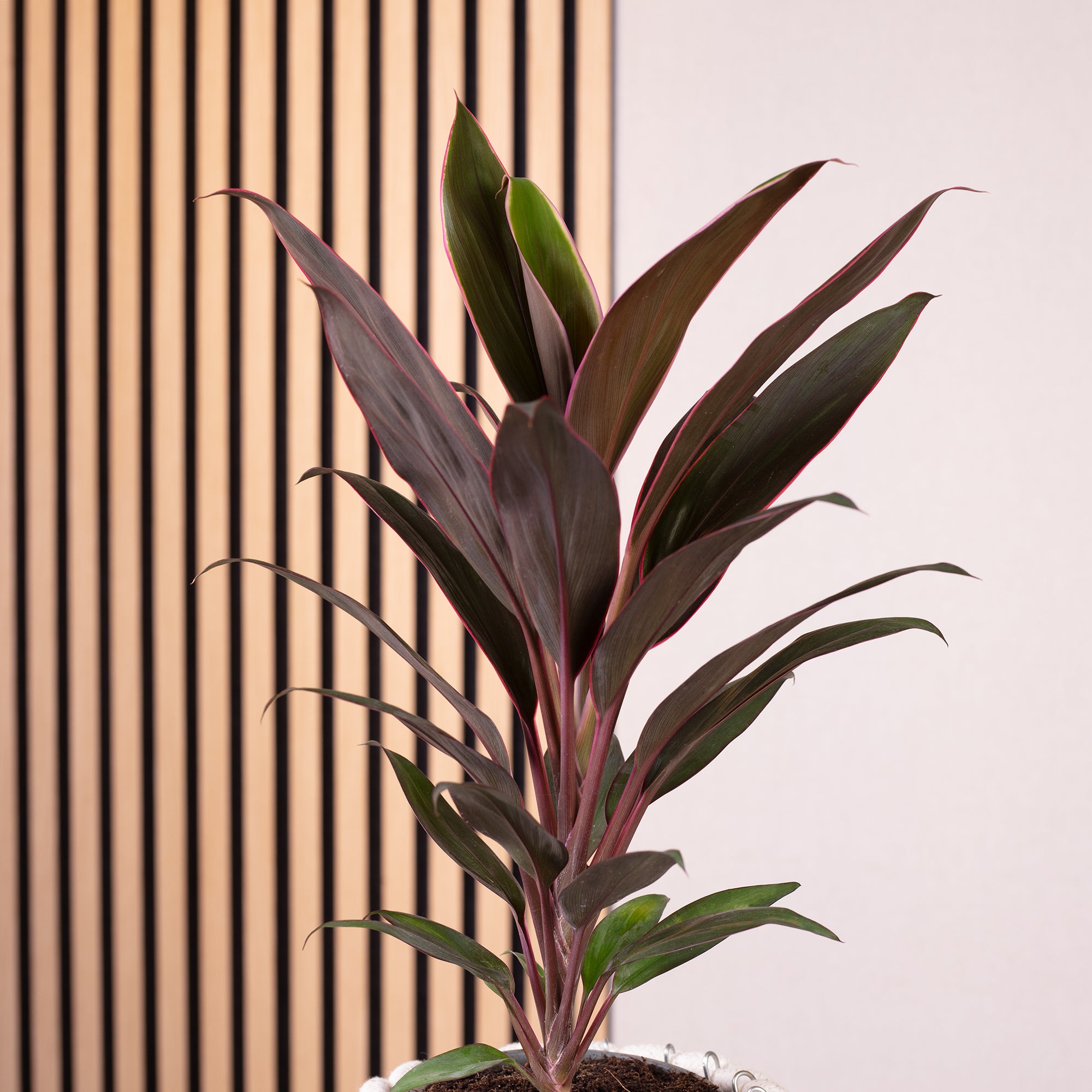 Keulenlilie - Cordyline 'Mambo' - Höhe ca. 40 cm, Topf-Ø 12 cm