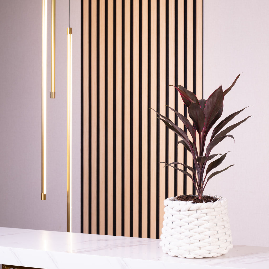 Keulenlilie - Cordyline 'Tango' - Höhe ca. 40 cm, Topf-Ø 12 cm