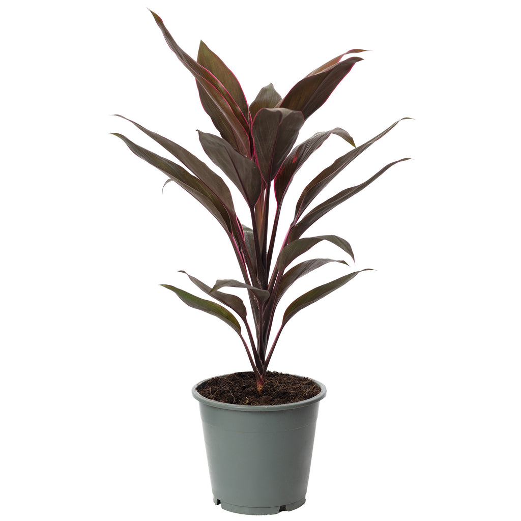 Keulenlilie - Cordyline 'Tango' - Höhe ca. 40 cm, Topf-Ø 12 cm