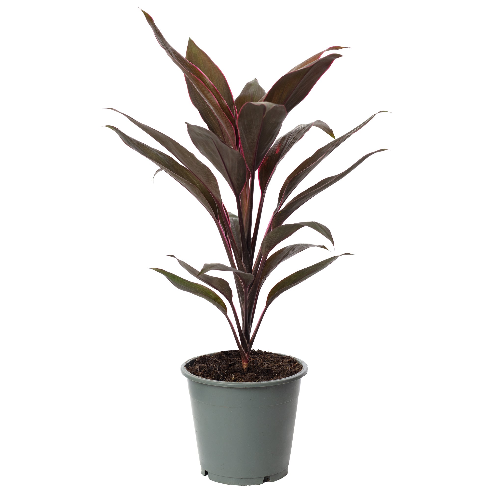 Keulenlilie - Cordyline 'Tango' - Höhe ca. 40 cm, Topf-Ø 12 cm