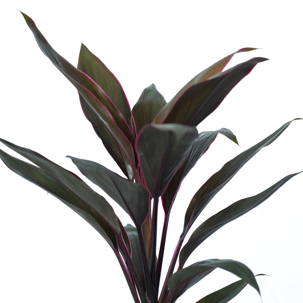 Keulenlilie - Cordyline 'Tango' - Höhe ca. 40 cm, Topf-Ø 12 cm