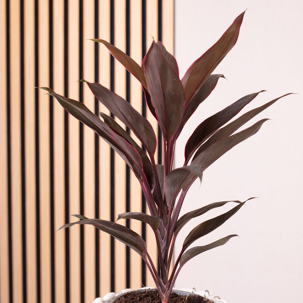Keulenlilie - Cordyline 'Tango' - Höhe ca. 40 cm, Topf-Ø 12 cm