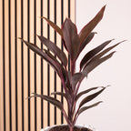 Keulenlilie - Cordyline 'Tango' - Höhe ca. 40 cm, Topf-Ø 12 cm