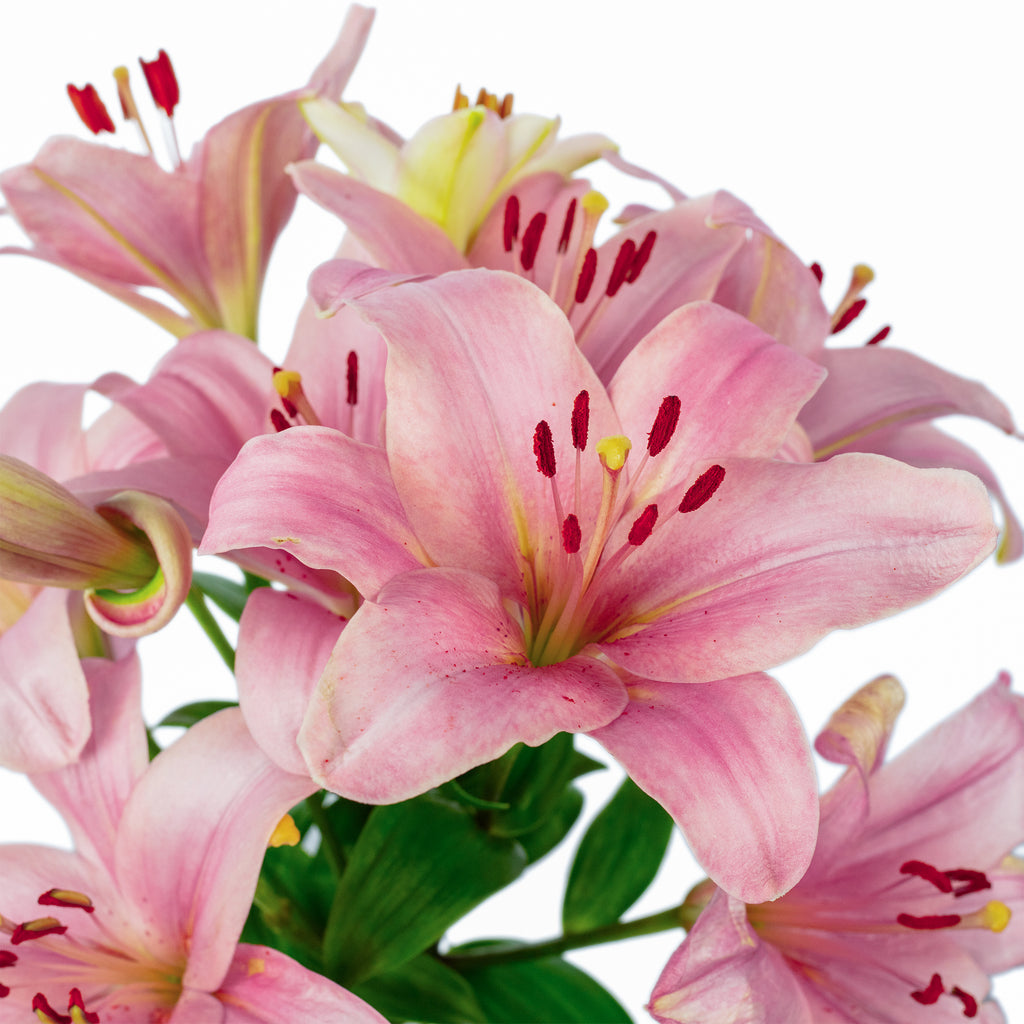 Blumenstrauß 'Lily Grace' - Länge ca. 40-50 cm - Strauß frischer Lilien