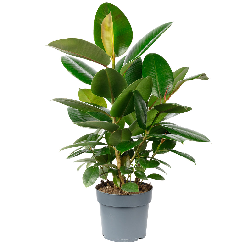 Gummibaum verzweigt - Ficus elastica 'Robusta' - Höhe ca. 50 cm, Topf-Ø 17 cm