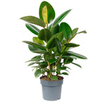 Gummibaum verzweigt - Ficus elastica 'Robusta' - Höhe ca. 50 cm, Topf-Ø 17 cm