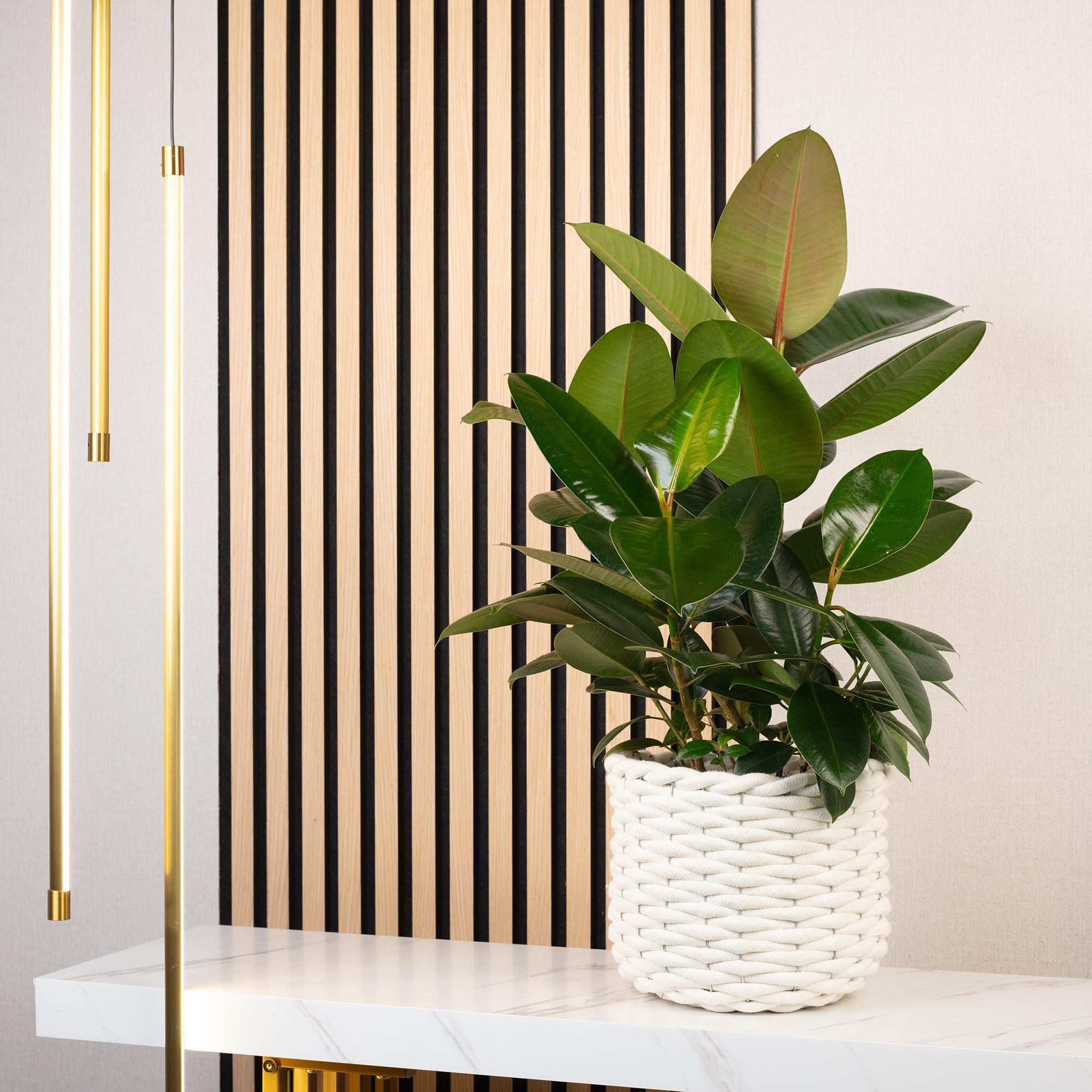 Gummibaum verzweigt - Ficus elastica 'Robusta' - Höhe ca. 50 cm, Topf-Ø 17 cm