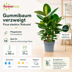 Gummibaum verzweigt - Ficus elastica 'Robusta' - Höhe ca. 50 cm, Topf-Ø 17 cm