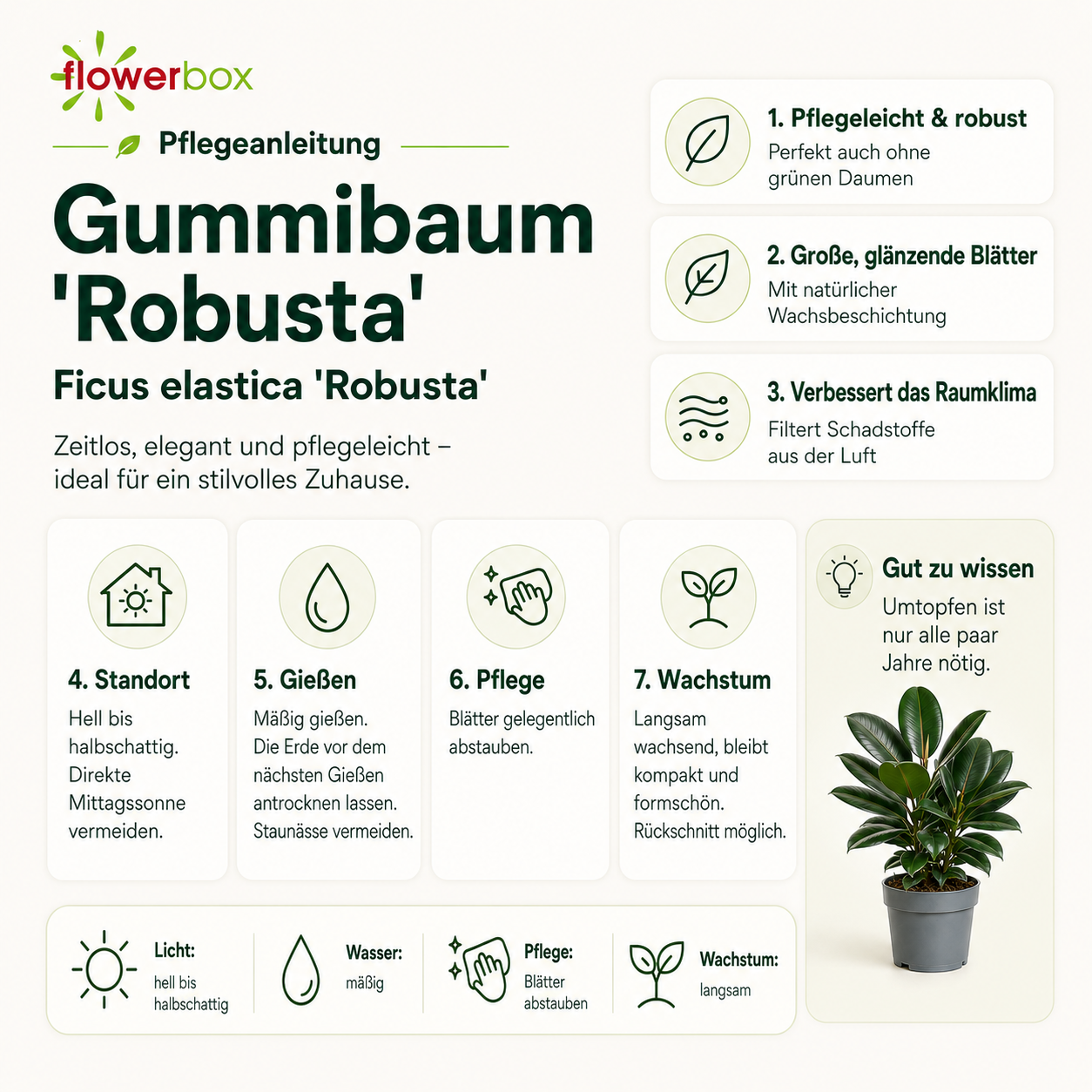 Gummibaum verzweigt - Ficus elastica 'Robusta' - Höhe ca. 50 cm, Topf-Ø 17 cm