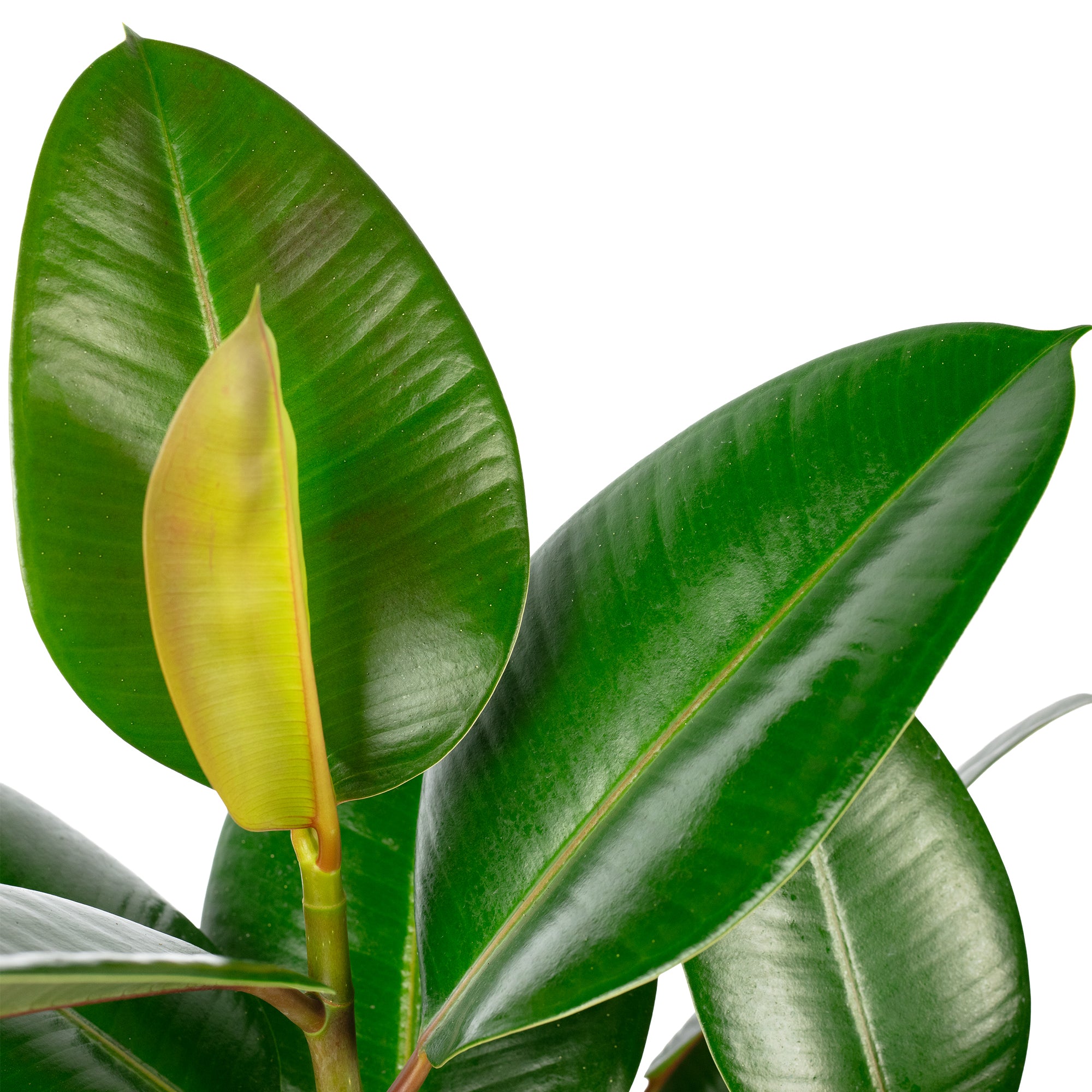 Gummibaum verzweigt - Ficus elastica 'Robusta' - Höhe ca. 50 cm, Topf-Ø 17 cm