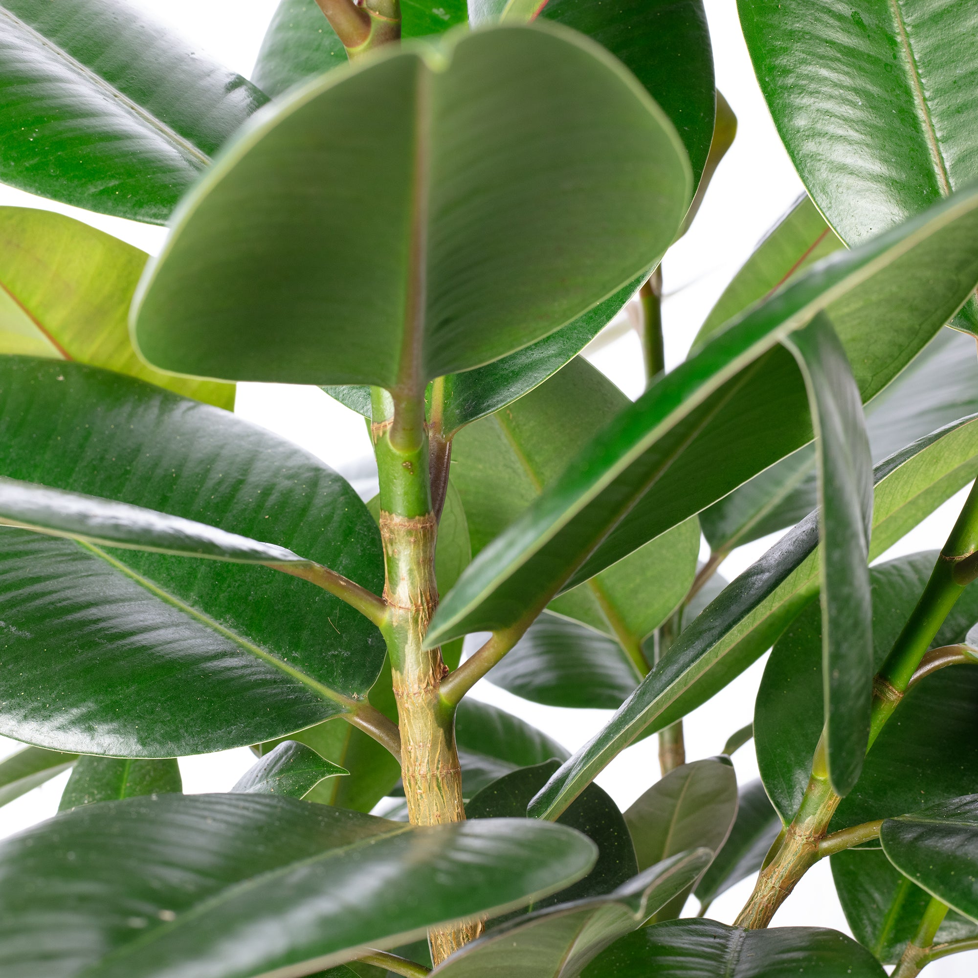 Gummibaum verzweigt - Ficus elastica 'Robusta' - Höhe ca. 50 cm, Topf-Ø 17 cm