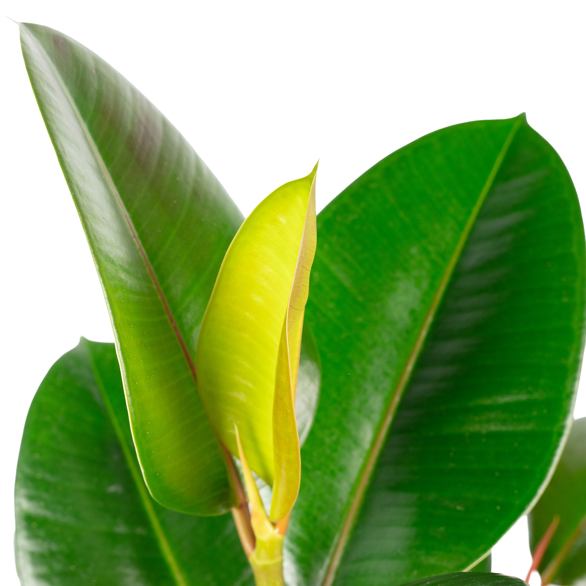 Gummibaum verzweigt - Ficus elastica 'Robusta' - Höhe ca. 50 cm, Topf-Ø 17 cm