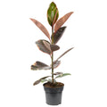 Gummibaum - Ficus elastica 'Belize' - Höhe ca. 70 cm, Topf-Ø 17 cm