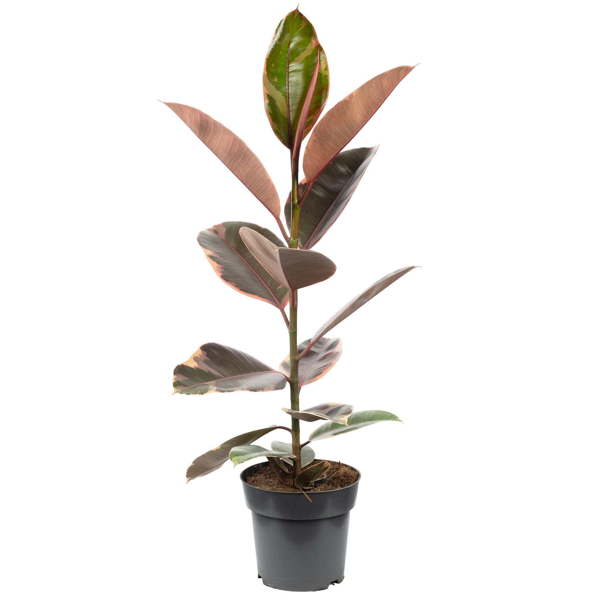 Gummibaum - Ficus elastica 'Belize' - Höhe ca. 70 cm, Topf-Ø 17 cm