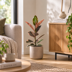 Gummibaum - Ficus elastica 'Belize' - Höhe ca. 70 cm, Topf-Ø 17 cm