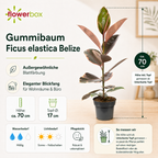 Gummibaum - Ficus elastica 'Belize' - Höhe ca. 70 cm, Topf-Ø 17 cm