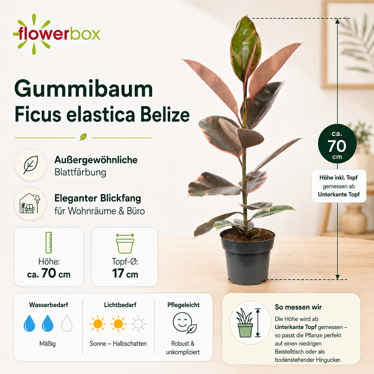 Gummibaum - Ficus elastica 'Belize' - Höhe ca. 70 cm, Topf-Ø 17 cm