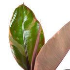 Gummibaum - Ficus elastica 'Belize' - Höhe ca. 70 cm, Topf-Ø 17 cm