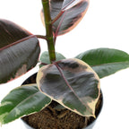 Gummibaum - Ficus elastica 'Belize' - Höhe ca. 70 cm, Topf-Ø 17 cm