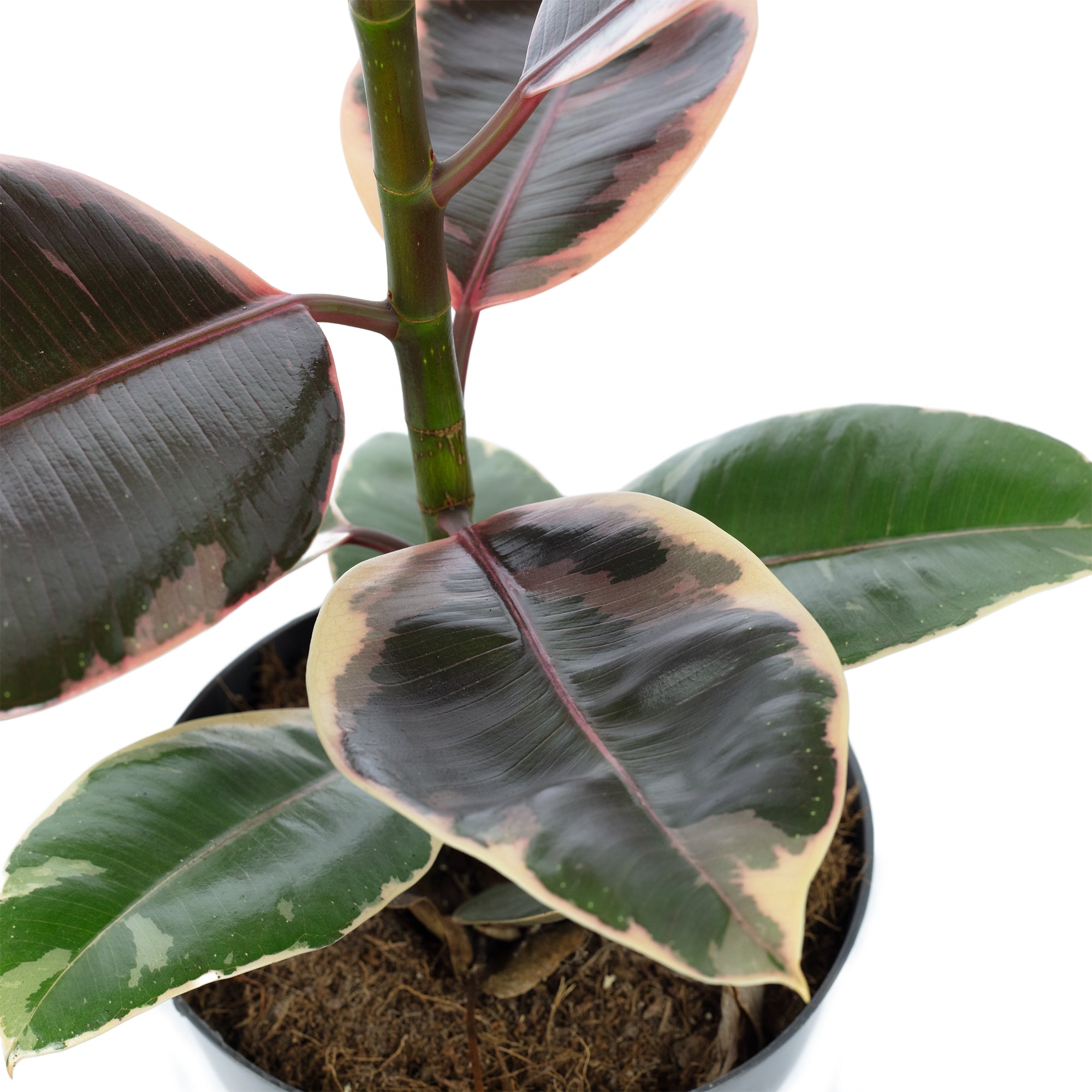 Gummibaum - Ficus elastica 'Belize' - Höhe ca. 70 cm, Topf-Ø 17 cm