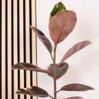 Gummibaum - Ficus elastica 'Belize' - Höhe ca. 70 cm, Topf-Ø 17 cm