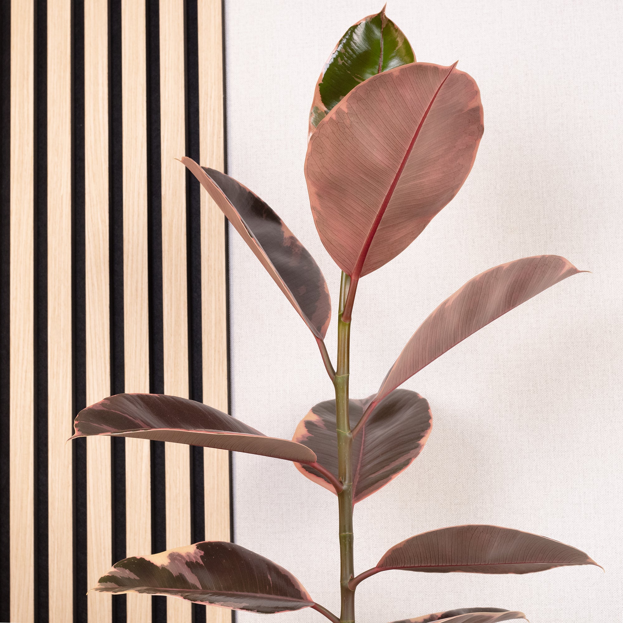 Gummibaum - Ficus elastica 'Belize' - Höhe ca. 70 cm, Topf-Ø 17 cm