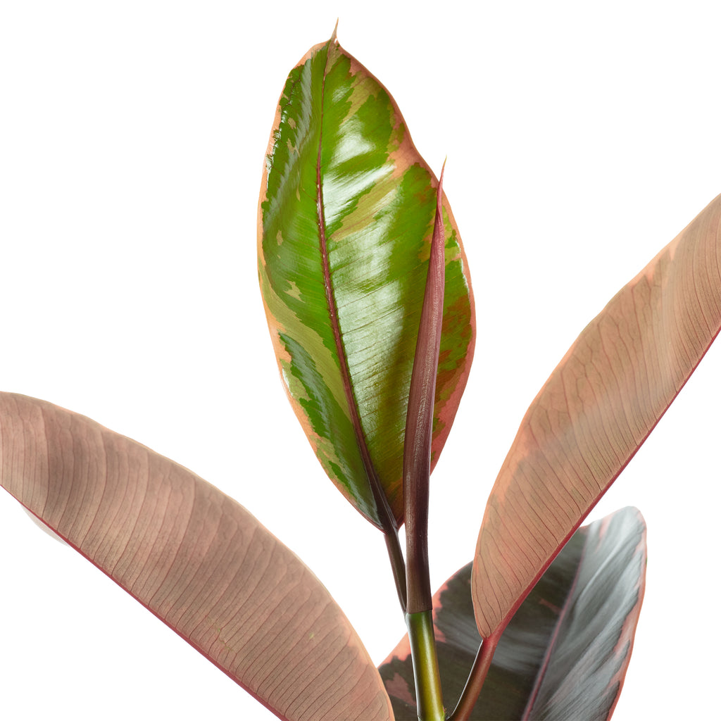 Gummibaum - Ficus elastica 'Belize' - Höhe ca. 70 cm, Topf-Ø 17 cm