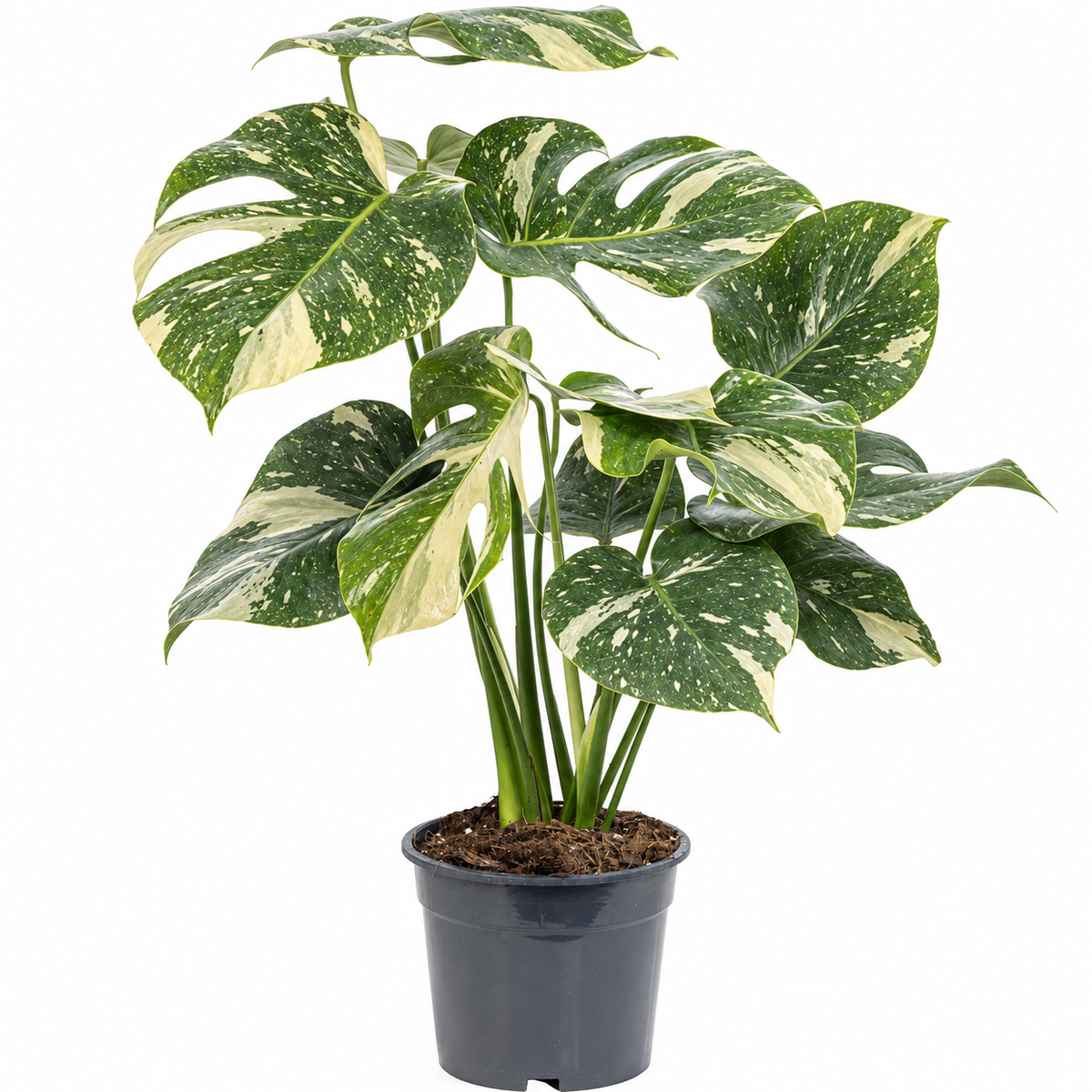 Monstera Deliciosa 'Thai Constellation' ca. 75 cm – Topf Ø 19 cm