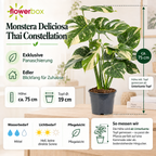Monstera Deliciosa 'Thai Constellation' ca. 75 cm – Topf Ø 19 cm